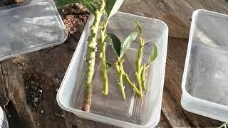 Taking Avocado Cuttings