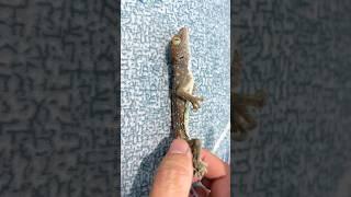 Tắc kè giả chế.t #gecko #animals #pets #animal #funny #lizard #cute #kucing