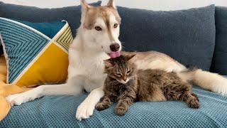 How Does the Cat Belka Feel After Chemotherapy  Huskies Taking Care of the Cat