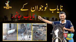 Nayab Zoo  Episode # 6  Jimmy’s Pet Diary  Banana Prime