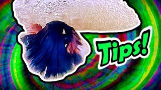 6 BETTA FISH BREEDING TIPS  STEP BY STEP  HOW TO GUIDE