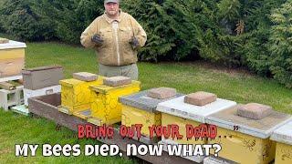  My honey bees died now what?