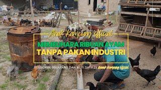 SAYA MEMELIHARA RIBUAN AYAM KAMPUNG TANPA MEMBELI PAKAN INDUSTRI