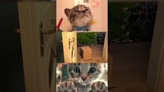 LITTLE KITTEN ADVENTURE - KITTY AND HER SUPER FUNNY ANIMAL STORY