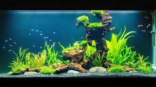 Building A Giant Planted Fish Tank Step by step Aquarium setup