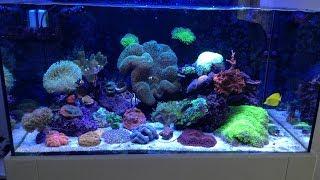 Deniz Akvaryumu Reef Aquarium Salt Water