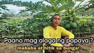 PAANO GAWING HITIK SA BUNGA ANG PAPAYA? #papaya #farming #papayafarming #redroyalef1