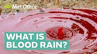What is blood rain and where does it come from?
