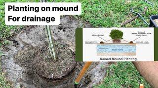 Planting tree on mound for drainageclay soil