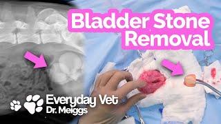 Bladder Stone Removal in a Dog  Struvite cystotomy surgery and scientific analysis