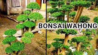 Bonsai Wahong  Review.