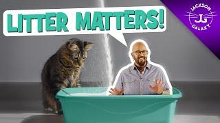 Litter Box Issues Why Litter Matters