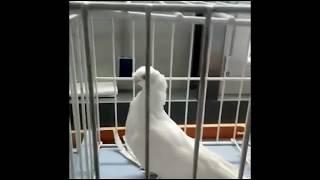 Обзор узбекских двухчубых голубей на выставке в г Алматы 09.12.2018 г