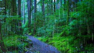 Sleep Study or Focus with Rain Sounds in The Woods White Noise  10 Hours