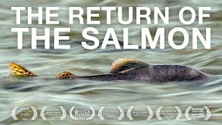 The Return Of The Salmon 2016