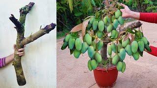 Unique​ Skill Growing Mango​ Tree Using Onions With Quick and Easy Techniques  Grafting Mango Tree