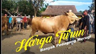 UPDATE HARGA SAPI KLIWON GORANG GARENG MAGETAN  LIMOUSIN SIMMENTAL HARGA TURUN