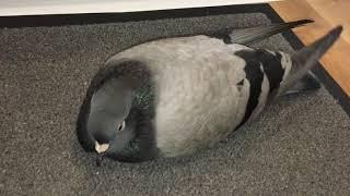 Pigeon DEMANDS cuddles NOW