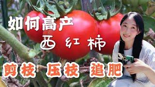 【种植21】 西红柿种植，这样剪枝、压枝、追肥，才会高产  grow tomatoes how to pruning layer and top application