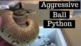 How To Handle An Aggressive Ball Python - Benjamins Exotics