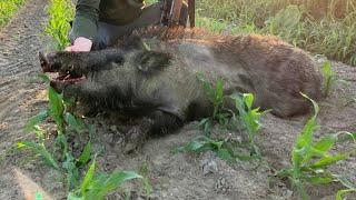 Polowanie na Dziki . STRZAŁ DO DZIKA W DZIEŃ  wild boar Hunting.