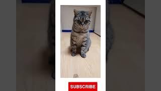 Cat Funny dance #smile #angry #viral #shorts #viralvideo #showingLove #comedy #catjokes #JustForFun