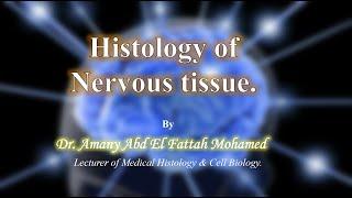 Nervous tissue histology lecture