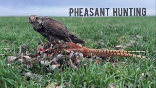 FALCONRY - Saker falcon pheasant hunting