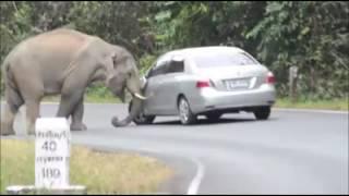 Smart elephant helping out.