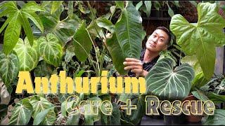 Anthurium Care & Propagation tips + MASSIVE Rescue Effort with SATISFYING Updates