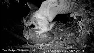 Great horned owls courting and mating up in the live oak tree