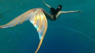 Real mermaid tail extended Golfish