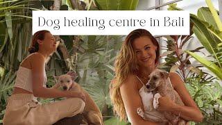 Visiting a Dog Healing Centre in Bali