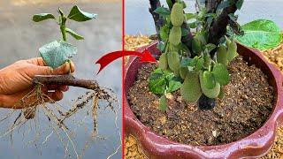 How to propagate Jackfruit tree growing fast using banana-How to grow a jackfruit tree