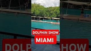 Miami Seaquarium Dolphins Show #dolphin #dolphinshow #miami #youtubeshorts #shorts #flipper