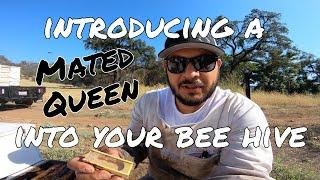 HOW TO Easy Way of Introducing a Mated Queen into a Queenless Bee Hive Effectively - Beekeeping 101