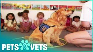 Golden Retriever Is The Bestest Teaching Assistant For Kids  Dogs with Jobs