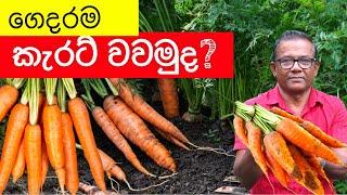 ගෙදරම කැරට් වවන්න මේ විදයට  How to Plant and Grow Carrot  Ceylon Agri  Episode 303