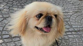 Arkadaşım pekinez pekingese