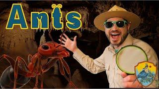 Ants for Kids  Educational Show For Kids