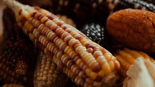 Preserving Maize Genetic Diversity  HHMI BioInteractive Video