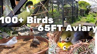 20m Aviary  Bird Breeding Update  Softbills and Finches  S2Ep9  Bird Sounds #birds #bird