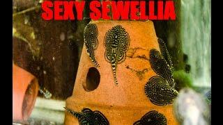 Super Suckers Sewellia species