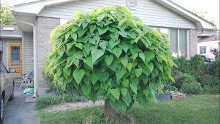 Time Lapse Catalpa Tree Shot each day in May 2014