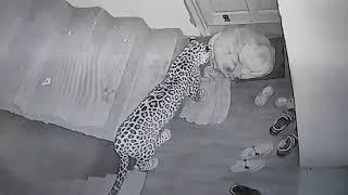 Leopard attacks neighbours dog at my Home Original 