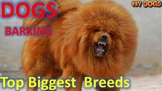 Barking Dogs Of 10 Biggest Dogs In The World