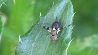 Canada Thistle Gall Fly Female