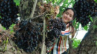 Pick wild grapes fruit and make wine for dinner  Wild Grapes Wine