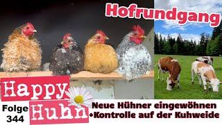 Hof-Rundgang im Mai Neue Hühner eingewöhnen und Kontrolle bei unseren Mutterkühen Happy Huhn E344