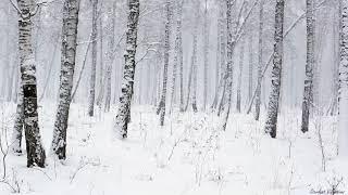 Snowstorm in the Forest  Winter Blizzard Sounds for Sleep & Relaxation  Natural White Noise Sounds